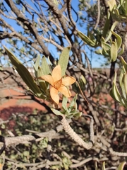 Eremophila miniata
