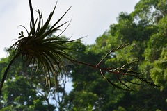 Tillandsia elusiva