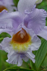 Sobralia warszewiczii