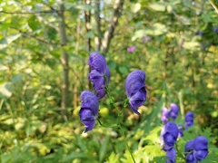 Aconitum × cammarum