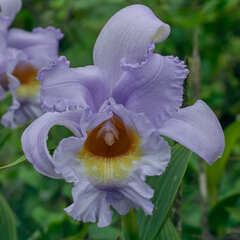 Sobralia warszewiczii