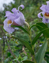 Sobralia warszewiczii