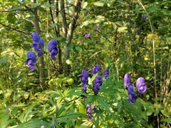 Aconitum × cammarum