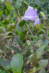 Sobralia warszewiczii