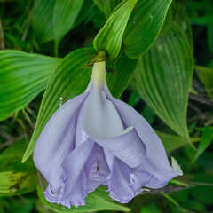 Sobralia warszewiczii