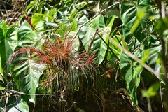 Tillandsia festucoides