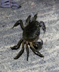 Cryptopotamon anacoluthon