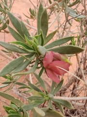 Eremophila miniata
