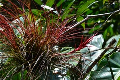 Tillandsia festucoides