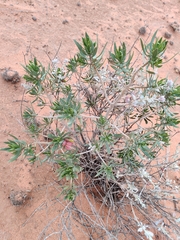 Eremophila miniata