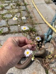 Erigeron annuus