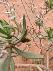 Eremophila miniata