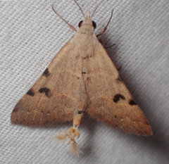 Hemeroplanis historialis