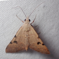 Hemeroplanis historialis