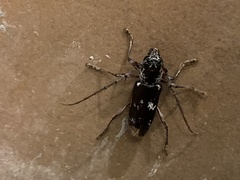 Enaphalodes taeniatus