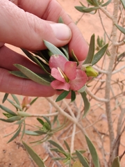 Eremophila miniata
