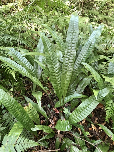 Neocheiropteris ensata iNat (2)
