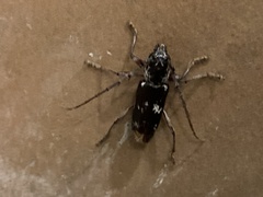 Enaphalodes taeniatus