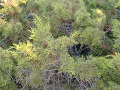 Juniperus turbinata