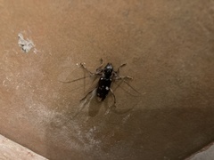 Enaphalodes taeniatus