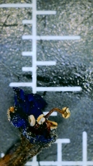 Echium humile pycnanthum