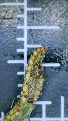 Echium humile pycnanthum