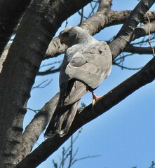 Accipiter ovampensis