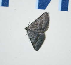 Scotopteryx aelptes