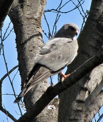 Accipiter ovampensis