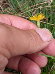 Scorzoneroides autumnalis