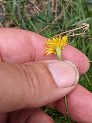 Scorzoneroides autumnalis