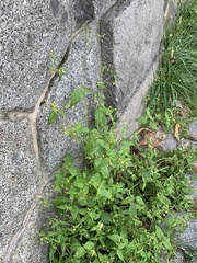 Galinsoga parviflora