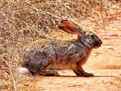 Lepus saxatilis