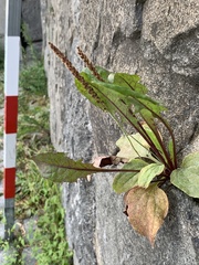 Plantago major
