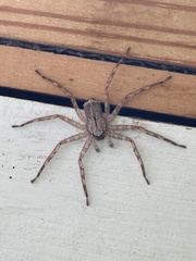 Selenops submaculosus