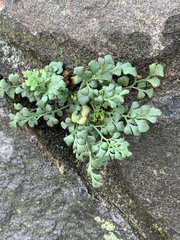 Asplenium ruta-muraria