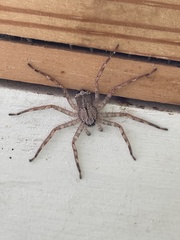 Selenops submaculosus