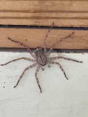 Selenops submaculosus