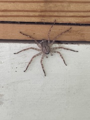 Selenops submaculosus