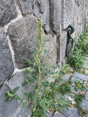 Amaranthus retroflexus