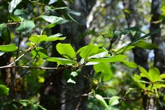Erythroxylum macrophyllum macrophyllum