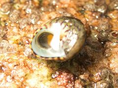 Steromphala cineraria