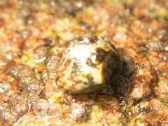 Steromphala cineraria