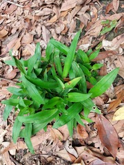Ixeris chinensis