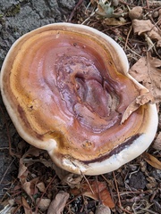 Ganoderma resinaceum