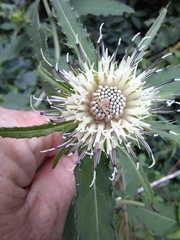 Cirsium setidens