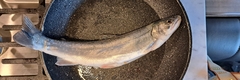 Salvelinus malma