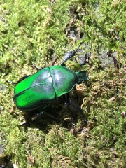 Diphyllomorpha olivacea