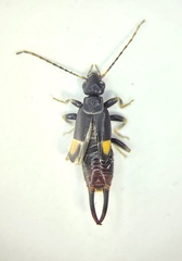 Marava arachidis