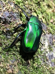 Diphyllomorpha olivacea